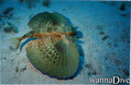 scuba diving photo