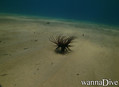 scuba diving photo