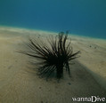 scuba diving photo