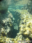 scuba diving photo