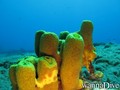 scuba diving photo