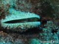 scuba diving photo