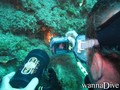 scuba diving photo