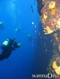 scuba diving photo