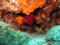 scuba diving photo