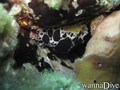 scuba diving photo