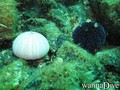 scuba diving photo