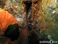 scuba diving photo