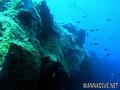scuba diving photo