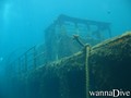 scuba diving photo