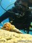 scuba diving photo