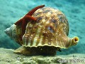 scuba diving photo