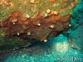 scuba diving photo
