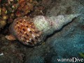 scuba diving photo