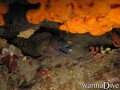 scuba diving photo