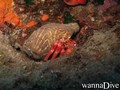 scuba diving photo