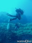 scuba diving photo