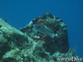 scuba diving photo