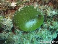 scuba diving photo