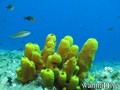 scuba diving photo