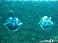 scuba diving photo