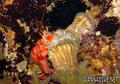 scuba diving photo