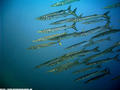 scuba diving photo