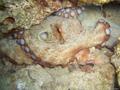 scuba diving photo