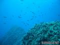 scuba diving photo