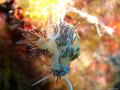 foto de buceo