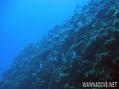 scuba diving photo