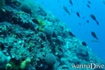 scuba diving photo