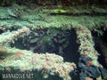 scuba diving photo