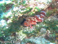 foto de buceo