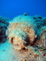 scuba diving photo