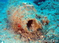 scuba diving photo