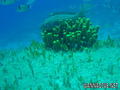 scuba diving photo