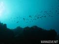 foto de buceo