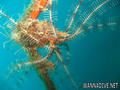 foto de buceo