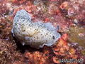scuba diving photo