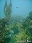 scuba diving photo