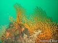 scuba diving photo