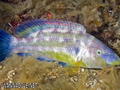 foto de buceo