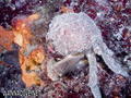 foto de buceo