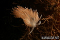 foto de buceo