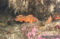 foto de buceo