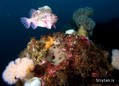 foto de buceo