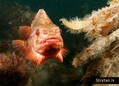 foto de buceo