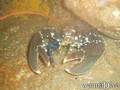 scuba diving photo