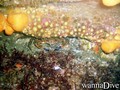 scuba diving photo